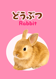 どうぶつ Rabbit