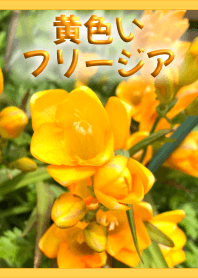 黄色のフリージア(黄)【写真着せかえ】