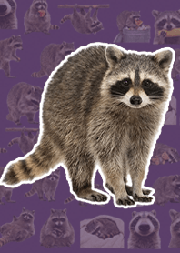 浣熊 写实 烟灰紫