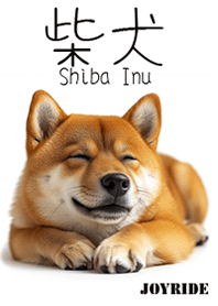Shiba Inu dog2