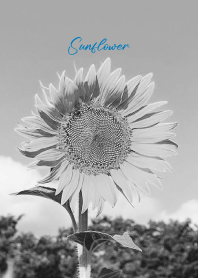 monochrome photograph...50