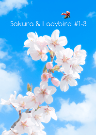 Sakura & Ladybird #1-3