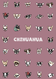 chihuahua2 / dark rose