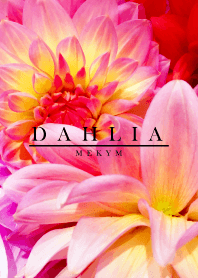 DAHLIA 9 -MEKYM-