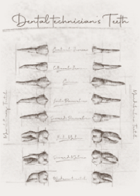 牙技師的牙齒們 歯の素描