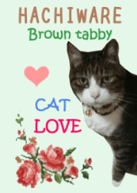 -HACHIWARE- Brown tabby Cat LOVE