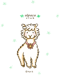 alpaca club