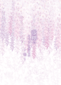 Wisteria in the daytime