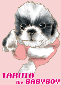 taruto the babyboy