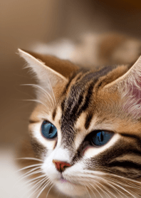 Nyanko Great Runaway#lzgae726