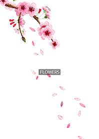 ahns flowers_106