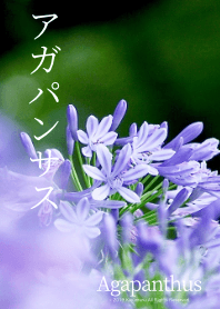 - Agapanthus -
