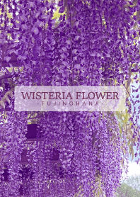 WISTERIA FLOWER -fujinohana- 2
