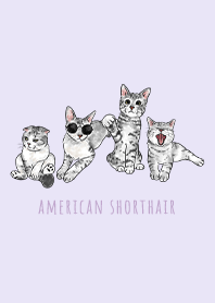 american shorthair1 - light purple