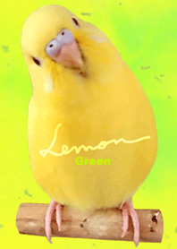 セキセイインコ レモン "グリーン"
