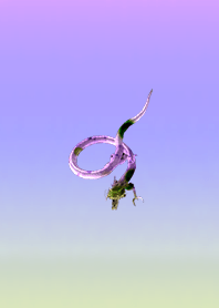 Lucky dragon purple yellow
