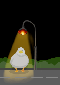 Black dark night duck