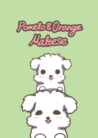 Maltese pomelo and orange