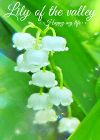 ++Lily of the valley++