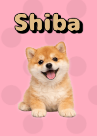 Tema Boneka Shiba Inu Pink 04