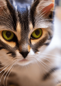 Cats run wild #DEVU07.