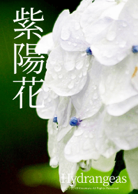 ไฮเดรนเยีย - Hydrangeas - #3