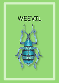 weevil -ENG-