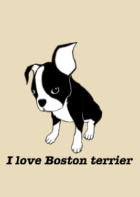 Boston Terrier cinta!