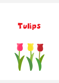simple tulips on white