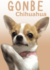 チワワのゴンベ