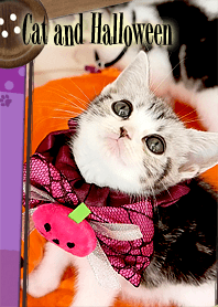 Cat and Halloween!