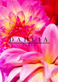 DAHLIA 8 -MEKYM-