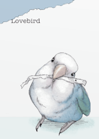 Pisuke of the lovebird