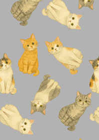 A suspicious cat on white