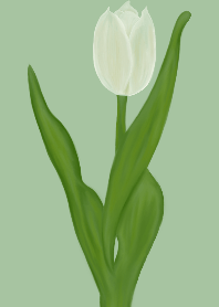 The Graceful Tulip-2