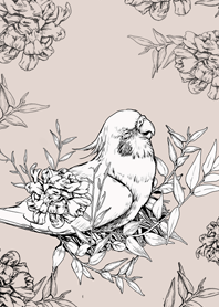 Classic Cockatiel