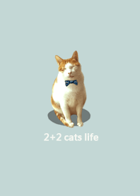 2+2 cats life