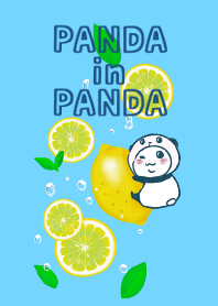 Panda in panda 6