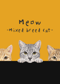 Meow - Mixed breed cat 03 - PUMPKIN
