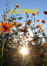 THE COSMOS