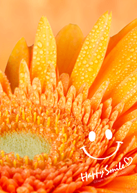 GERBERA with SMILE