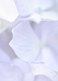 Hydrangea Theme 3
