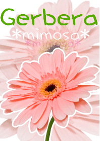 *Flower* Gerbera #01-2