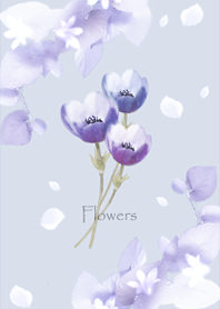 Anemone flowers are blooming6.