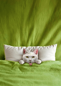 귀여운 퀼트 고양이 -흰 고양이1.5