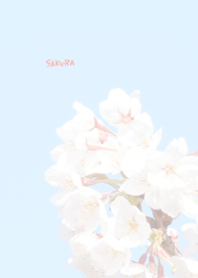 〜桜のきせかえ20〜