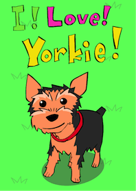 Yorkshire terrier