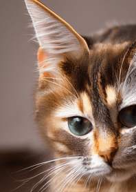 Nyanko Great Runaway#mngap514.