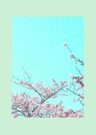 CHERRY BLOSSOMS & BLUE SKYj-LIGHT MINT