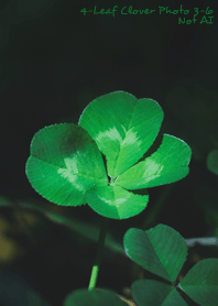 4-leaf clover Photo#3-6 Not AI
